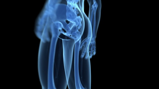 animation showing the human knee