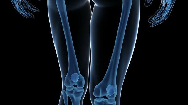 Animation showing the human skeletal system