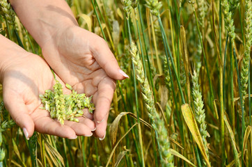 Naklejka na ściany i meble Female hands with wheat ears on a wheaten field