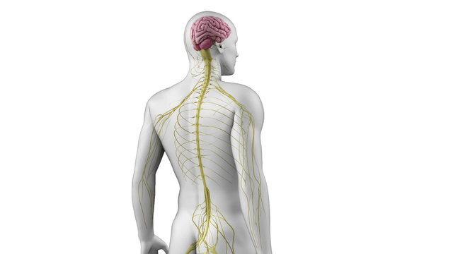 Animation showing the human nerve system