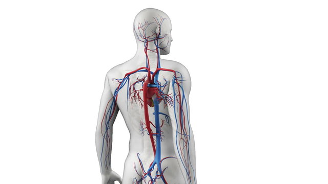 Animation showing the human vascular system