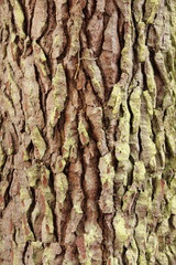 ecorce pin maritime, texture