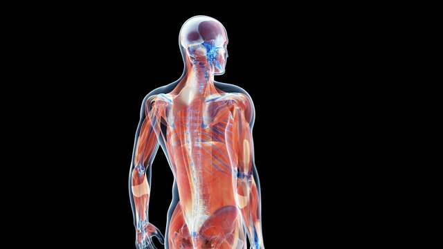 Animation showing the human muscle system