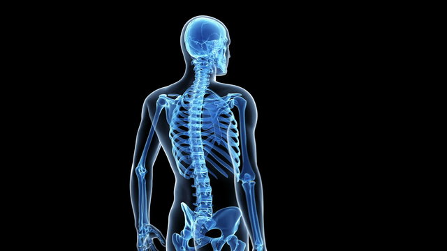Animation showing the human skeletal system