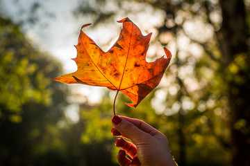 Autumn leaf
