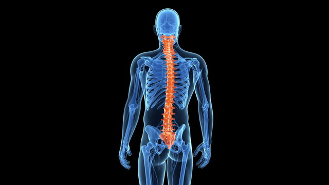 animation showing the spine