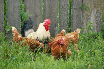 Hens and Rooster about a fence on a grass