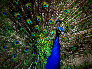 Obraz na płótnie Canvas Portrait of peacock