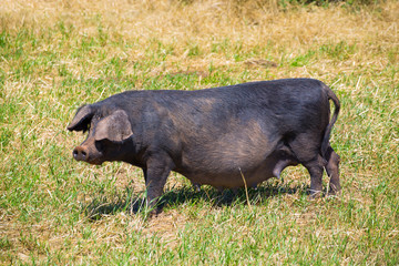 Black pig outdoor grazing in Menorca Balearic islands