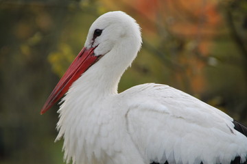 Storch