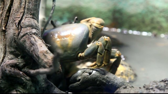 crabe
