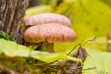 Mushrooms in autumn forest