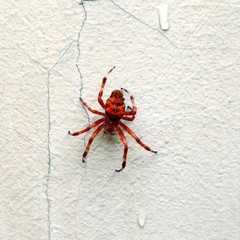 red spider on a white wall © Tatiana Zaghet