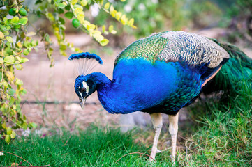 Fototapeta premium beautiful peacock