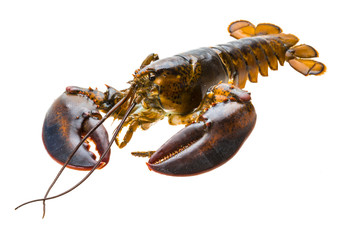 Raw lobster