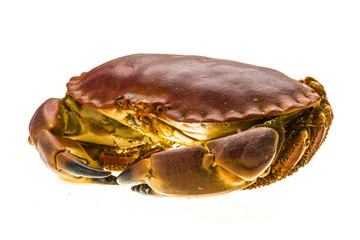 Raw crab