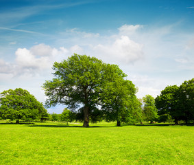 Fototapeta na wymiar Zielone pola i drzewa