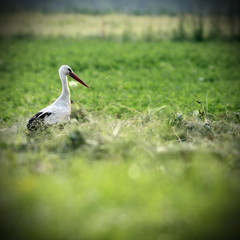 white stork in green field