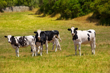 Naklejka na ściany i meble Menorca Friesian cow cattle grazing in green meadow