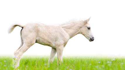 Obraz na płótnie Canvas ¬rebię koń w trawie na białym.