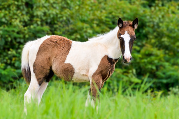 Young horses looking in meadow