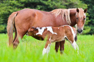 Horse foal suckling from mare.