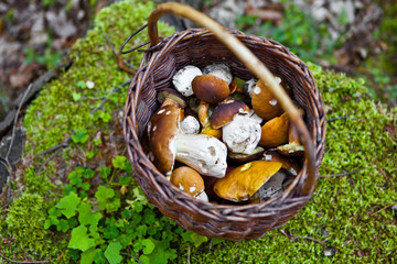 full basket of mushrooms photographed in a forest
