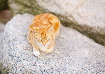 Sleeping cat on the rock