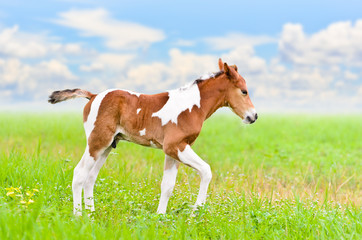 Naklejka na ściany i meble Horse foal walking in green grass.