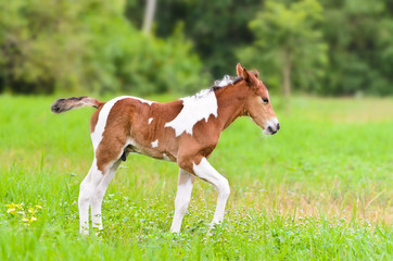 Brown and white foal walking in the meadow, Cute baby horse resting in the green grass