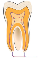 Dentistry - human tooth