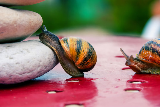 snail encouraged to climb by its congener
