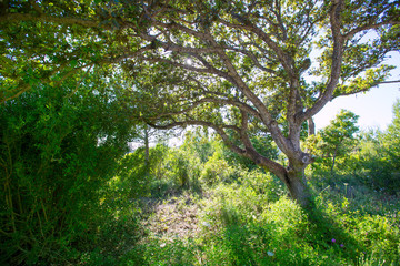 Fototapeta premium Menorca oak tree forest in northern cost near Cala Pilar