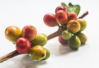 coffee bean on green leaf
