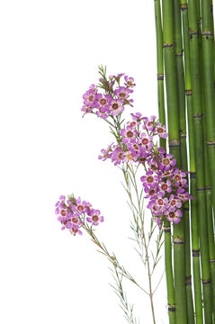 Branch pink orchid flowers and bamboo grove