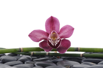 Macro of gorgeous orchid with bamboo grove on stones background