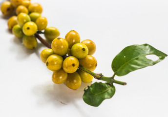 coffee bean on green leaf