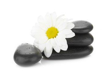 zen basalt stones and daisy isolated on white