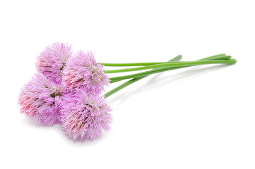 Chive Flowers Isolated on White Background