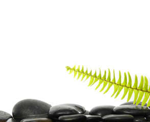 Still life with green fern with pebbles