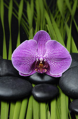 orchid with palm leaf