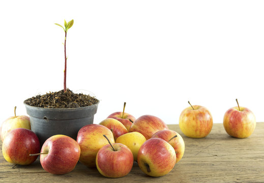 Young plant in pot isolated and apple on the white backgrounds