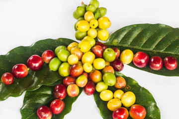 coffee bean and green leaf