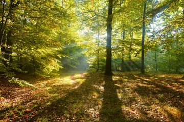 Forest dawn