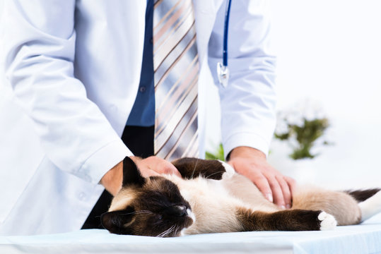 vet checks the health of a cat