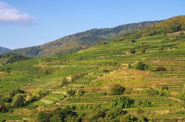 Wachau Weinberg - Wachau vineyard 20