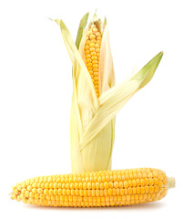 Fresh raw corn cobs isolated on the white background © EM Art