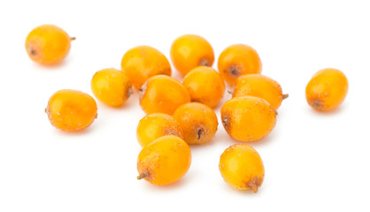 sea buckthorn isolated on the white background