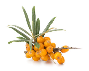 sea buckthorn isolated on the white background