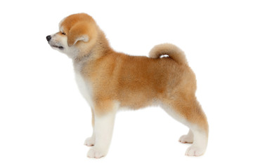 Pat dog, young Akita Inu puppy dog at white background
